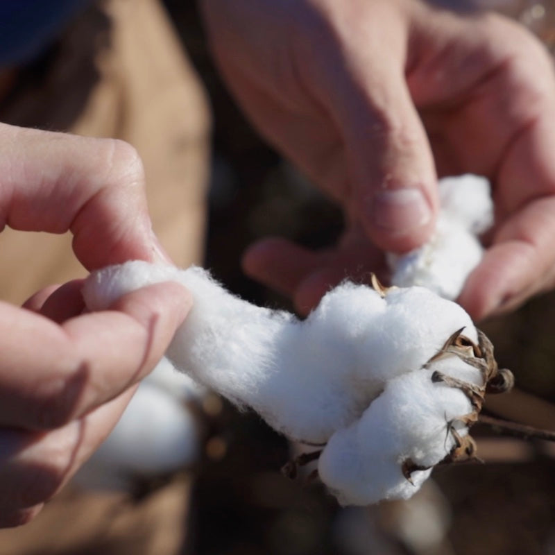 Cotton fibers