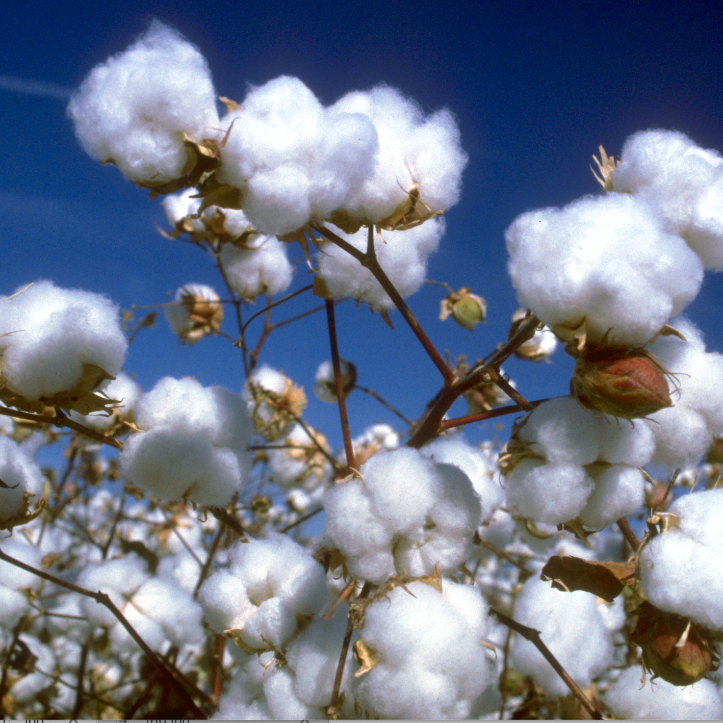 Breathable cotton