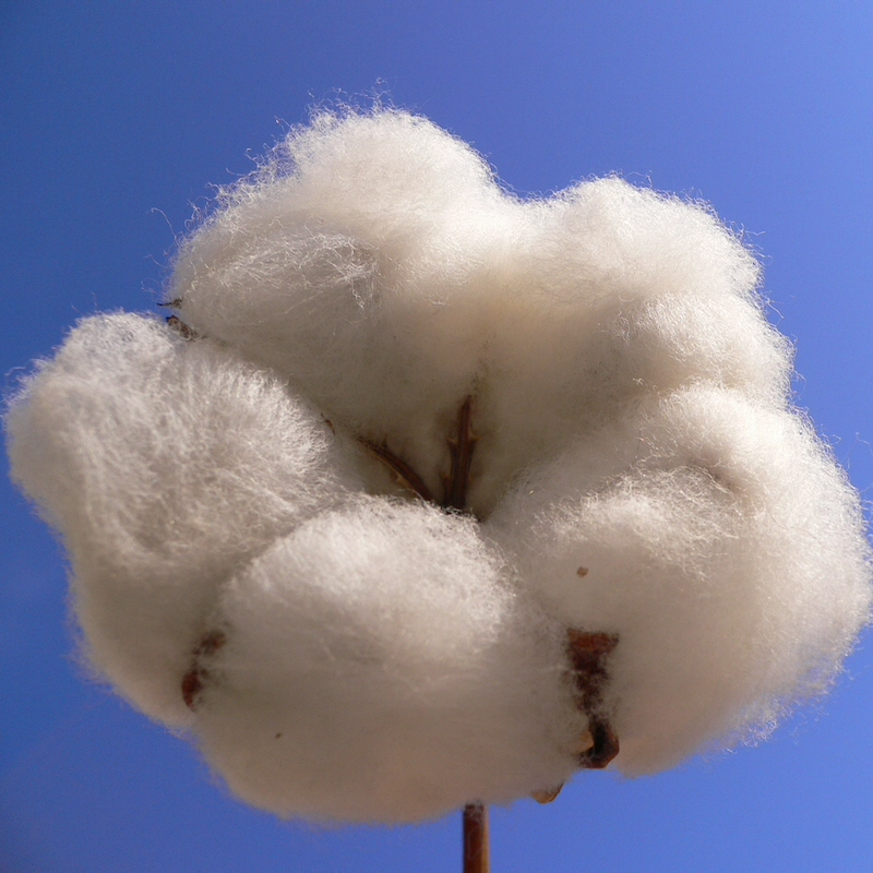 Cotton in its natural form