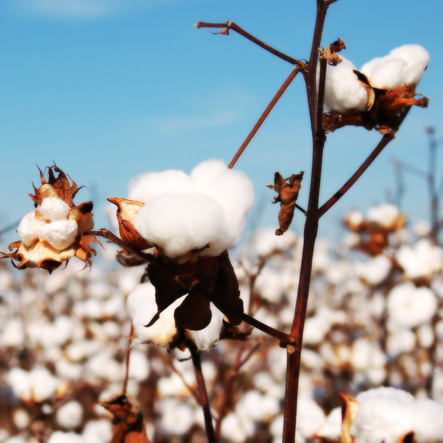 Cotton in its natural form